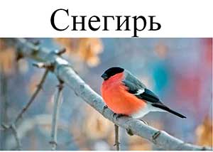 Конспект занятия по познанию в старшей группе «Птицы зимой»