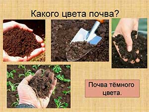 ВИКТОРИНА «Мир ПОЧВЫ»