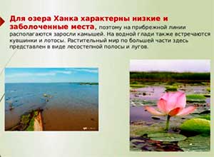 Проект «Ознакомление детей с животным и растительным миром озера Ханка»