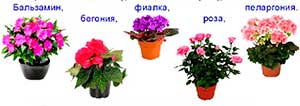 Конспект НОД по ознакомлению с окружающим миром, коррекционная группа (ЗПР) «Комнатные растения».