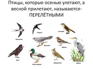 Презентация «ПЕРЕЛЁТНЫЕ ПТИЦЫ»