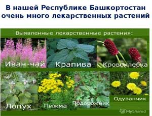 Конспект организованной образовательной деятельности Тема: «Лекарственные растения Башкортостана»