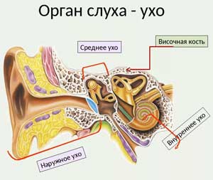 Конспект интегрированной НОД для старшей группы тема: «Ухо – орган слуха».