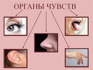 Конспект организованной образовательной деятельности по познавательному развитию (ознакомление с окружающим) в подготовительной к школе логопедической группе на тему «Наши помощники – органы чувств»