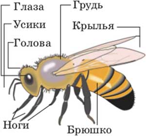 Конспект логопедического занятия по лексической теме «Насекомые» в подготовительной группе для детей с общим недоразвитием речи.