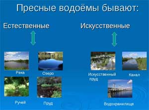 Организация образовательной деятельности для детей средней группы по теме: «Пресные водоёмы и его обитатели»