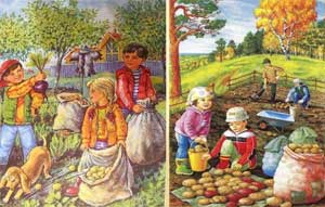 Осенние загадки — те, что растут на грядке