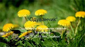 Презентация «Одуванчик»
