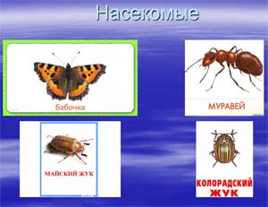Конспект НОД по формированию целостной картины мира «Мир насекомых» (старшая группа)