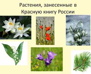 Информационно — познавательный проект по экологическому воспитанию «Растения, занесённые в Красную книгу»