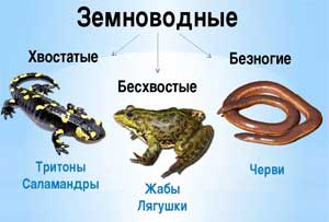 Технологическая карта занятия в подготовительной группе (6-7 лет) «Земноводные, как часть животного мира»