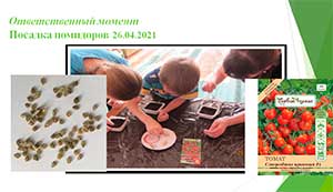Познавательно-исследовательский проект «Можно ли получать урожай помидоров на подоконнике круглый год?»