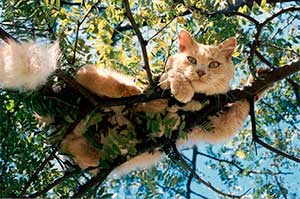 Хитрый кот: