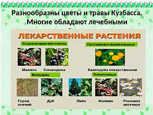Лекарственные растения Кемеровской области