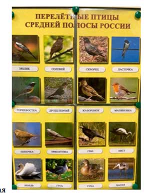 Ознакомление дошкольников старшей группы с природой. Конспект занятия «Перелётные птицы»