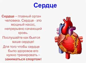 Конспект образовательной деятельности с использованием метода «Кластер» на тему: «Как устроено тело человекаи как работает его сердце»