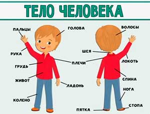 КВЕСТ-ИГРА на тему: «Наше тело».