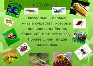 Презентация «Насекомые»
