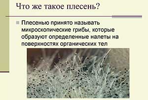 Экологический проект «Что такое плесень?»