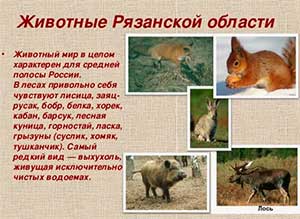 Конспект занятия «Животные рязанского леса» для детей старшей группы с ТНР.