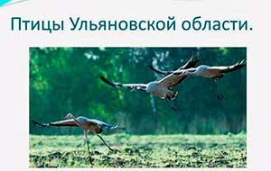 Конспект занятия в подготовительной группе по познавательному развитию «Птицы Ульяновской области»