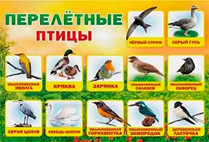 Методическая разработка конспекта занятия по образовательной области «Речевое развитие» в старшей группе по теме «Творческое рассказывание «Перелетные птицы»