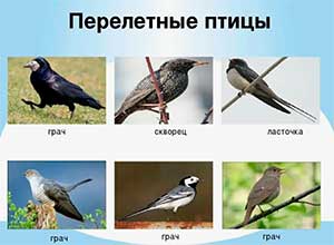 Конспект интегрированного занятия «Перелетные птицы»