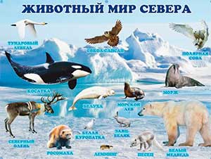 Конспект занятия по опытно-экспериментальной деятельности «Животные Севера»