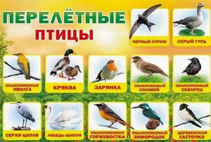 Конспект НОД в подготовительной группе компенсирующей направленности для детей с ТНР «Перелетные птицы».