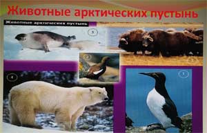 Познавательно — игровой проект «В царстве снега и льда» для детей подготовительной группы