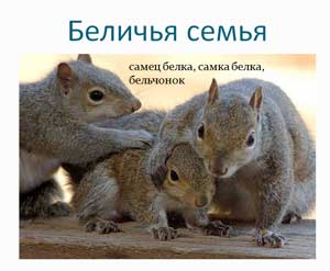 Конспект занятия по познавательно-речевому развитию «Дикие животные и их детеныши»