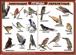 НОД в старшей группе «ЗИМУЮЩИЕ ПТИЦЫ» (познание) с использованием ИКТ.