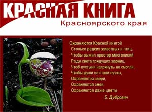 НОД Растения Красноярского края занесенные в Красную книгу