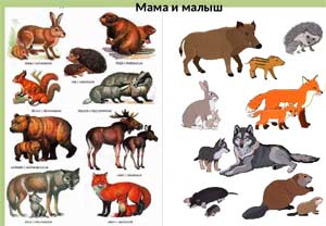 Конспект НОД во второй младшей группе на тему «Дикие и домашние животные»