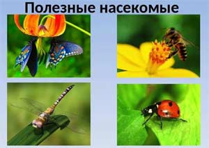 Проектная деятельность «Наши друзья — насекомые»