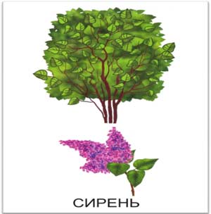 Занятие по экологии в старшей группе детского сада «Как узнать растение»