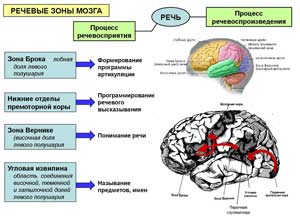 Связь возникновения заикания с овладением ребёнком синтаксическими структурами языка