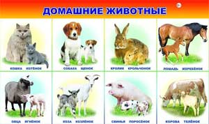 Конспект ОД по ФЦКМ с детьми 3-4 лет «Путешествие к домашним животным и их детенышам»