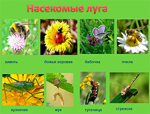Конспект НОД в средней группе компенсирующего развития «Насекомые луга» с использованием здоровьесберегающих технологий. (интегрированное занятие)