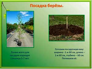 Конспект продуктивной деятельности в подготовительной группе «Посадка березы».