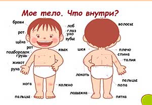 Проект «Мое тело. Что внутри»