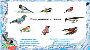 Конспект виртуальной экскурсии по экологическому развитию с использованием ИКТ в старшей группе «Зимующие птицы»