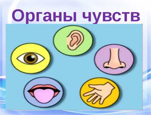 Конспект занятия «Лаборатория «Органы чувств».