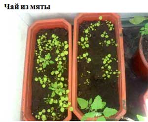 Проект «Чтобы не болеть»