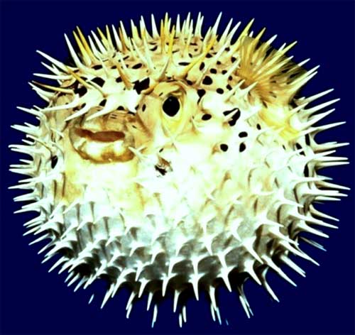 Морской еж
